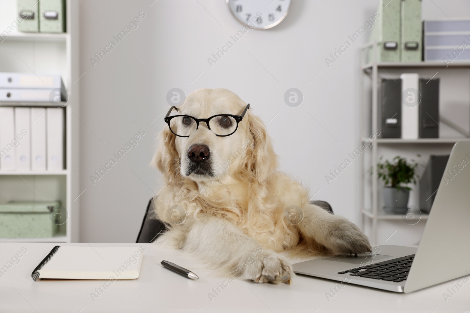 Photo of Cute retriever wearing glasses at table in office. Working atmosphere