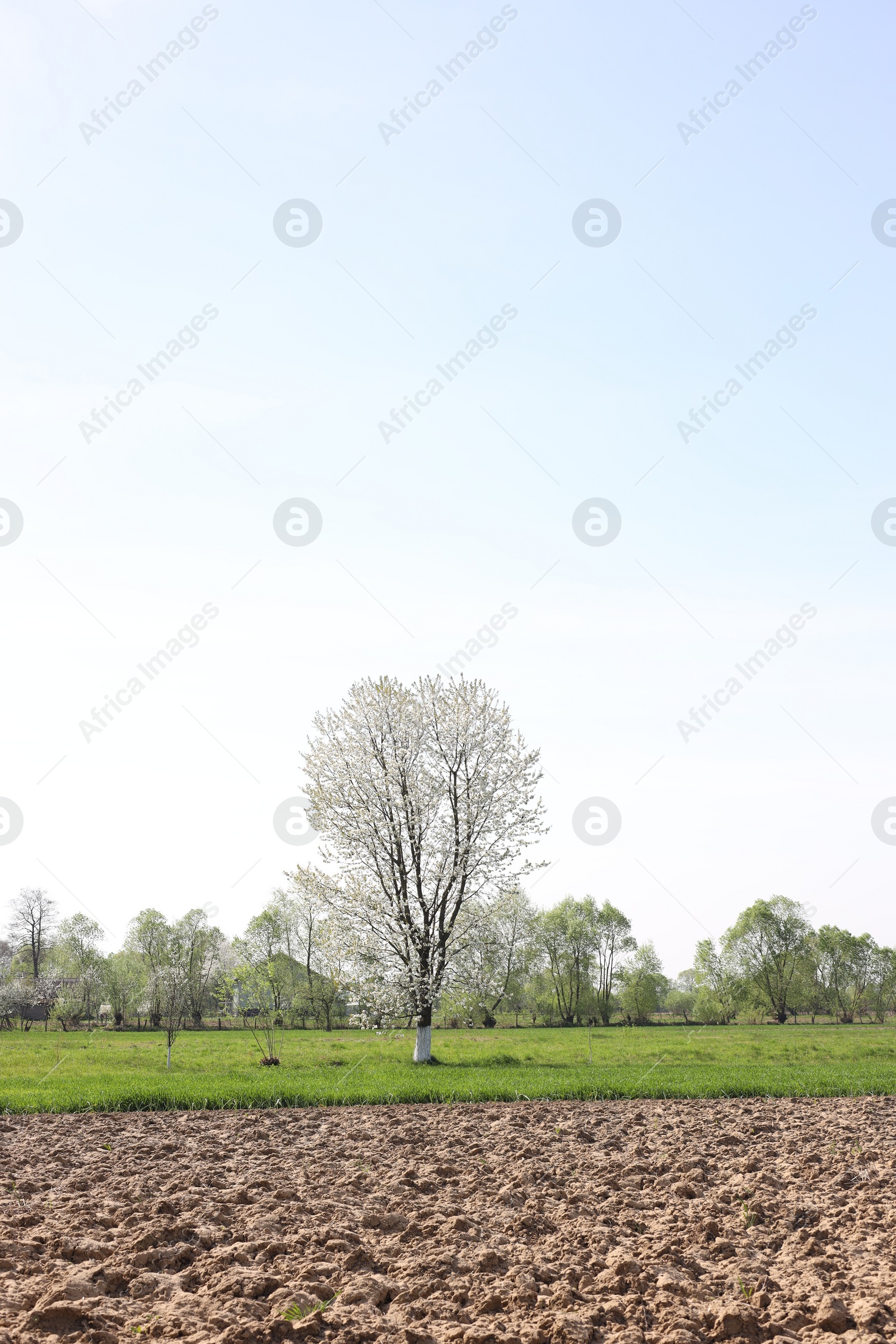 Photo of Beautiful view of trees and ground under sky outdoors