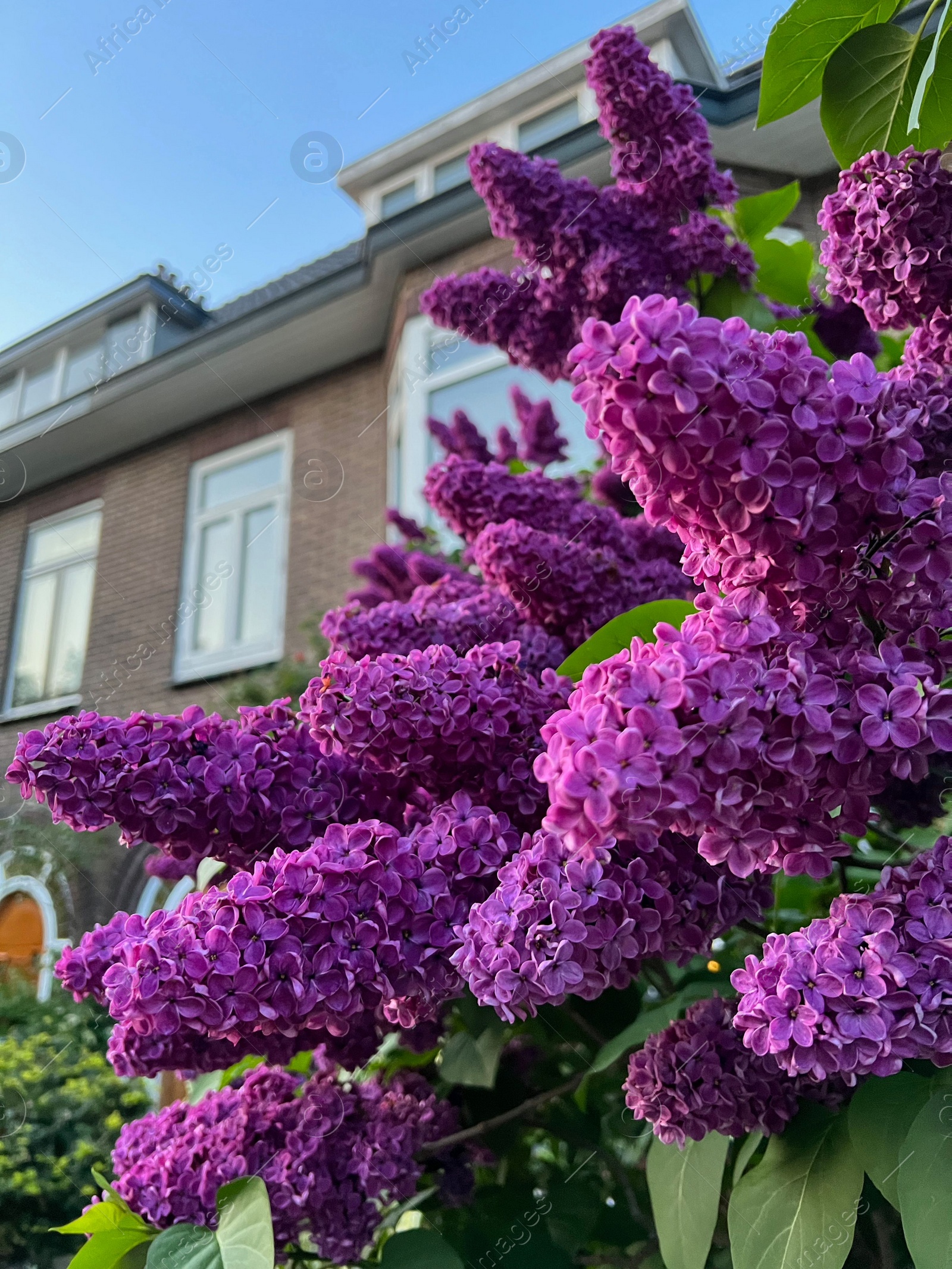 Photo of Beautiful lilac shrub with purple flower growing outdoors, closeup