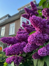 Beautiful lilac shrub with purple flower growing outdoors, closeup