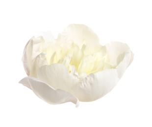 Photo of Beautiful fresh peony flower on white background