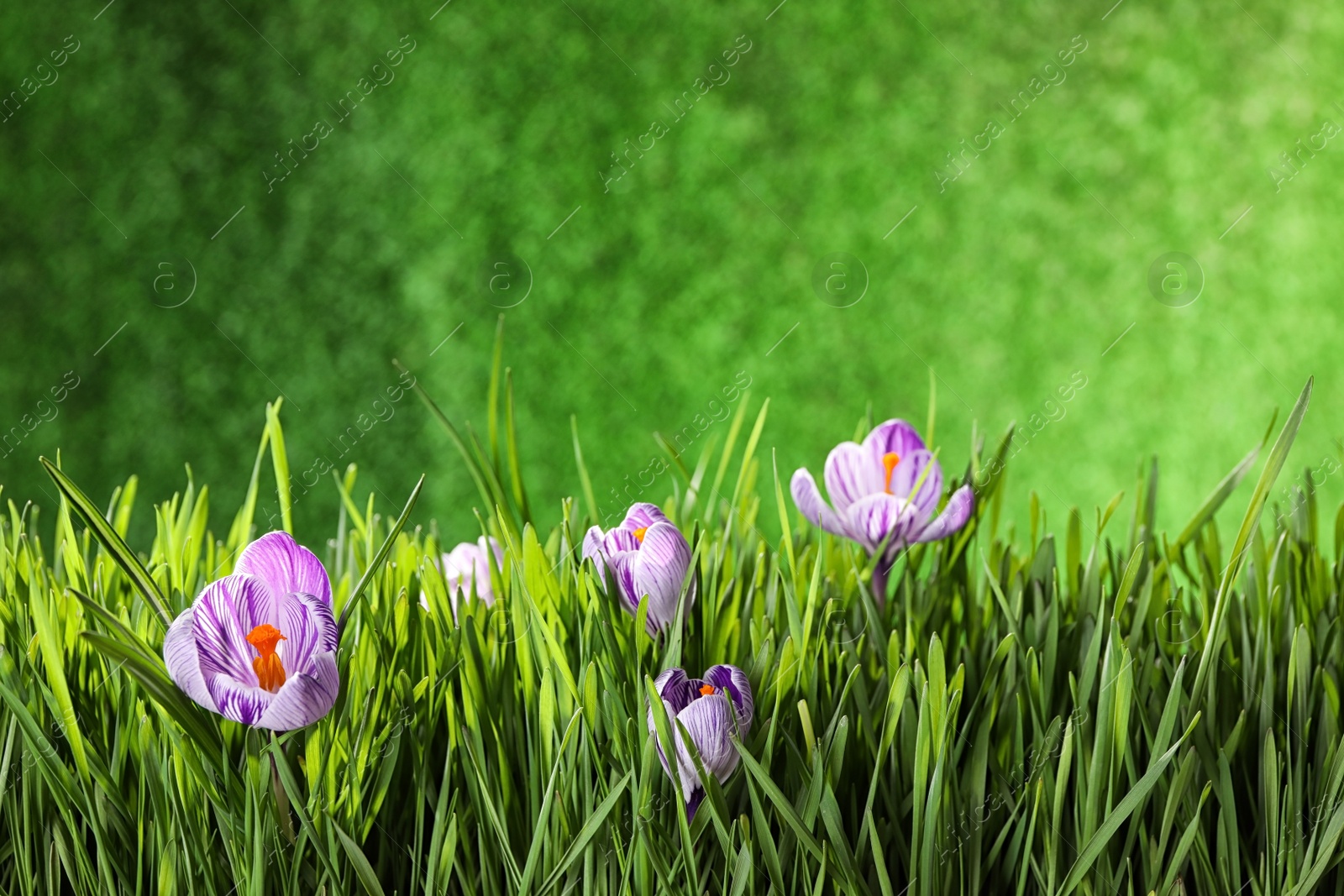 Photo of Fresh grass and crocus flowers on green background, space for text. Spring season