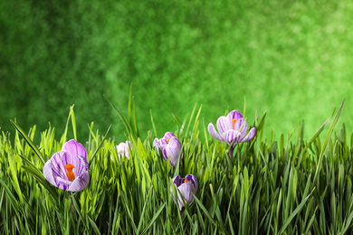 Photo of Fresh grass and crocus flowers on green background, space for text. Spring season