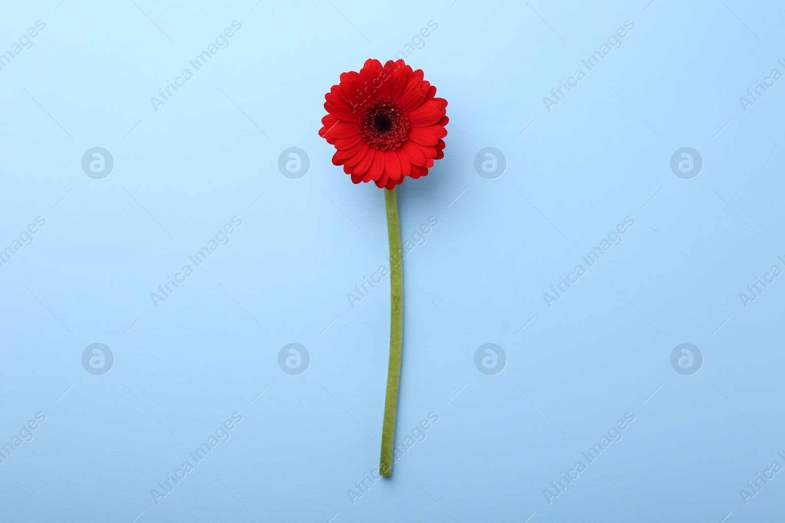 Photo of Beautiful red gerbera flower on light blue background, top view