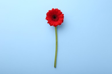 Beautiful red gerbera flower on light blue background, top view