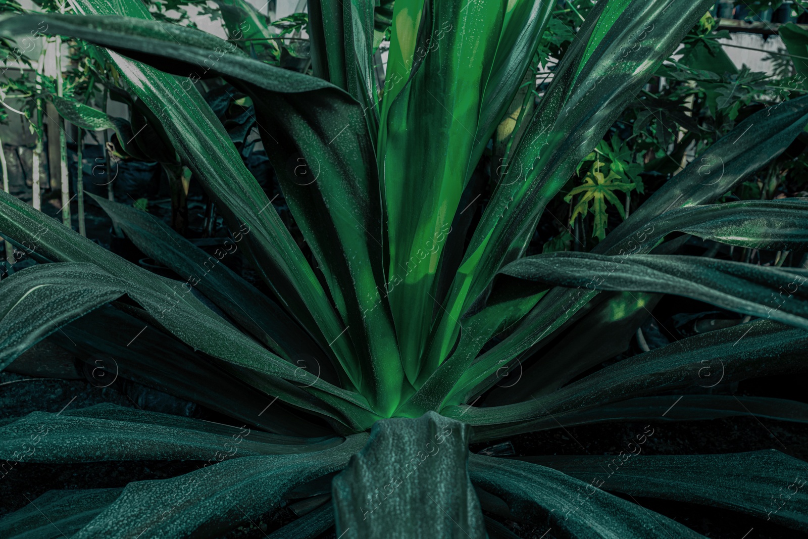 Photo of American aloe with beautiful leaves growing outdoors, closeup. Tropical plant