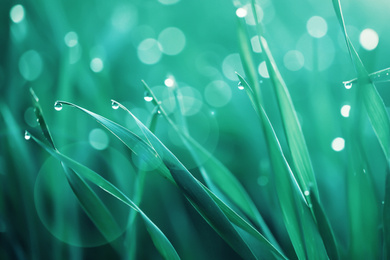 Image of Young grass with water drops against blurred background, closeup. Toned in green