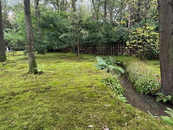 Photo of Bright moss, different plants and little ditch in Japanese garden