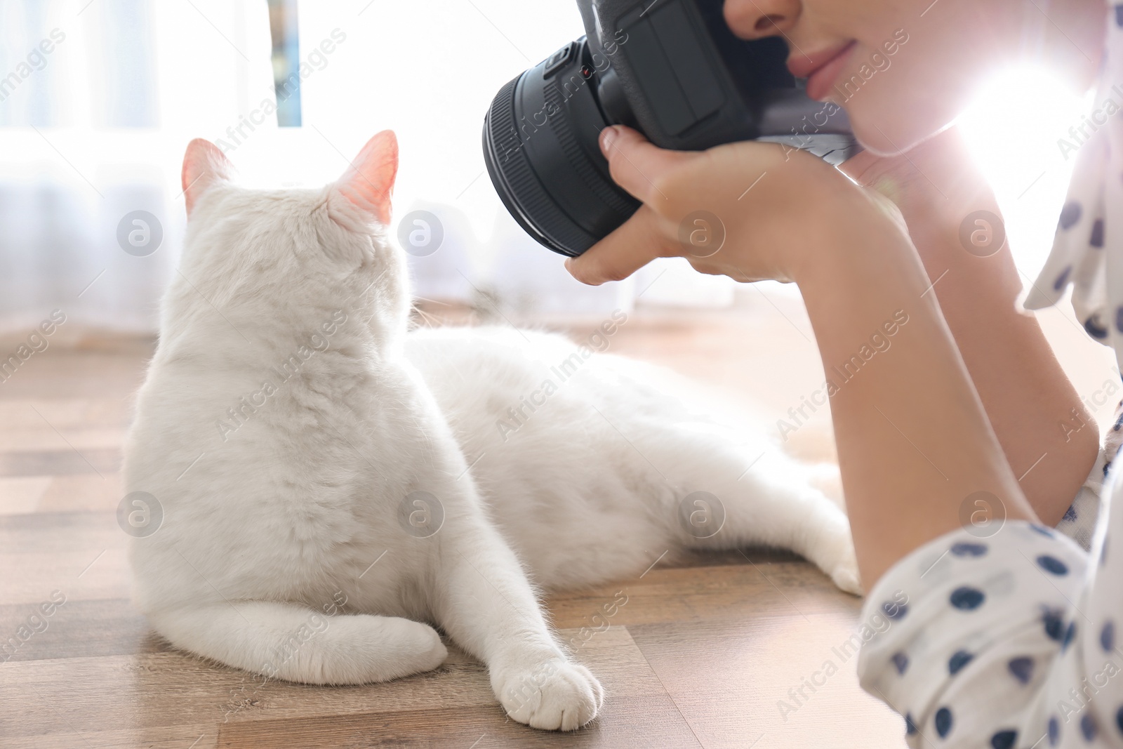 Photo of Professional animal photographer taking picture of beautiful white cat indoors, closeup