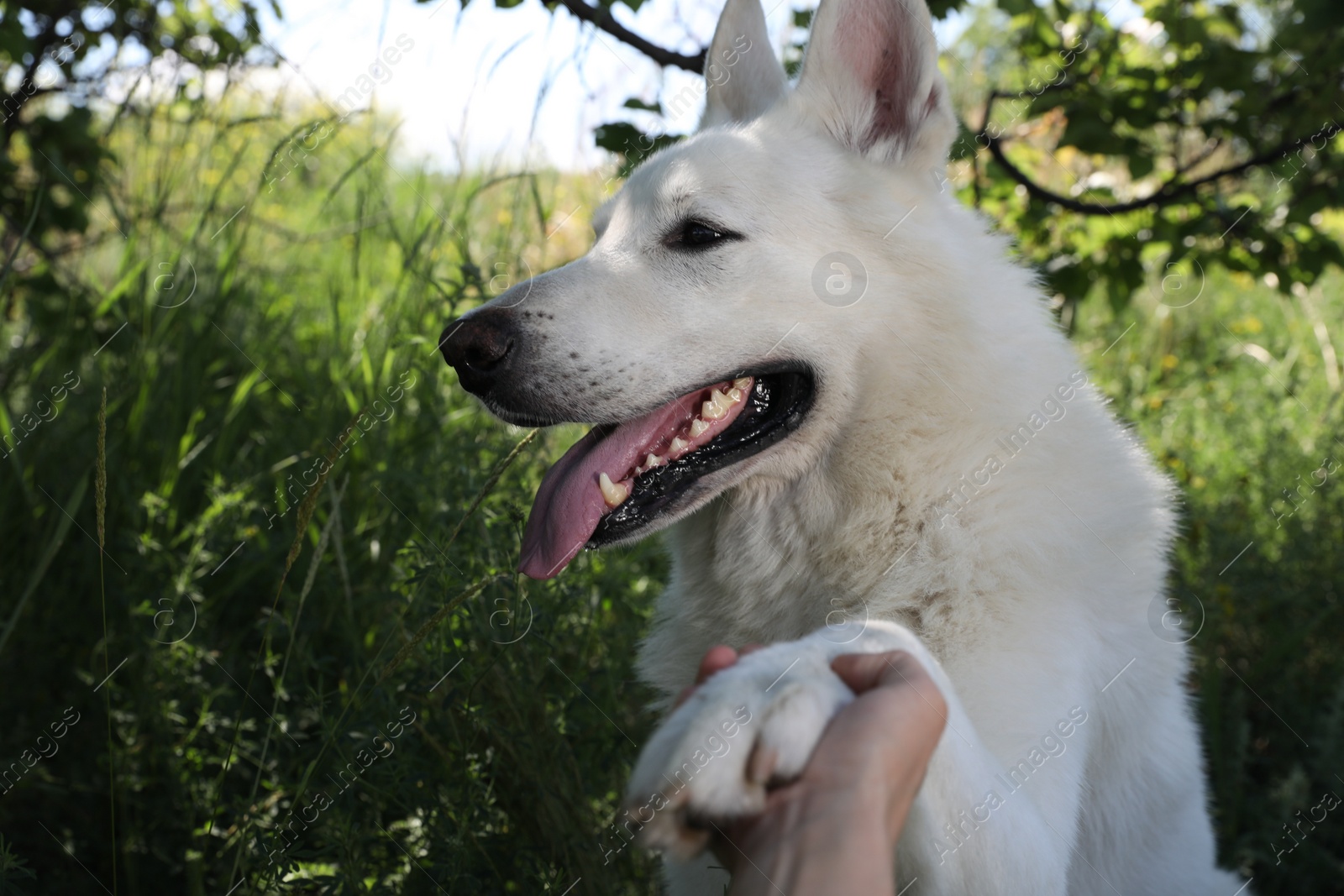 Photo of Young woman with her white Swiss Shepherd dog in park, closeup