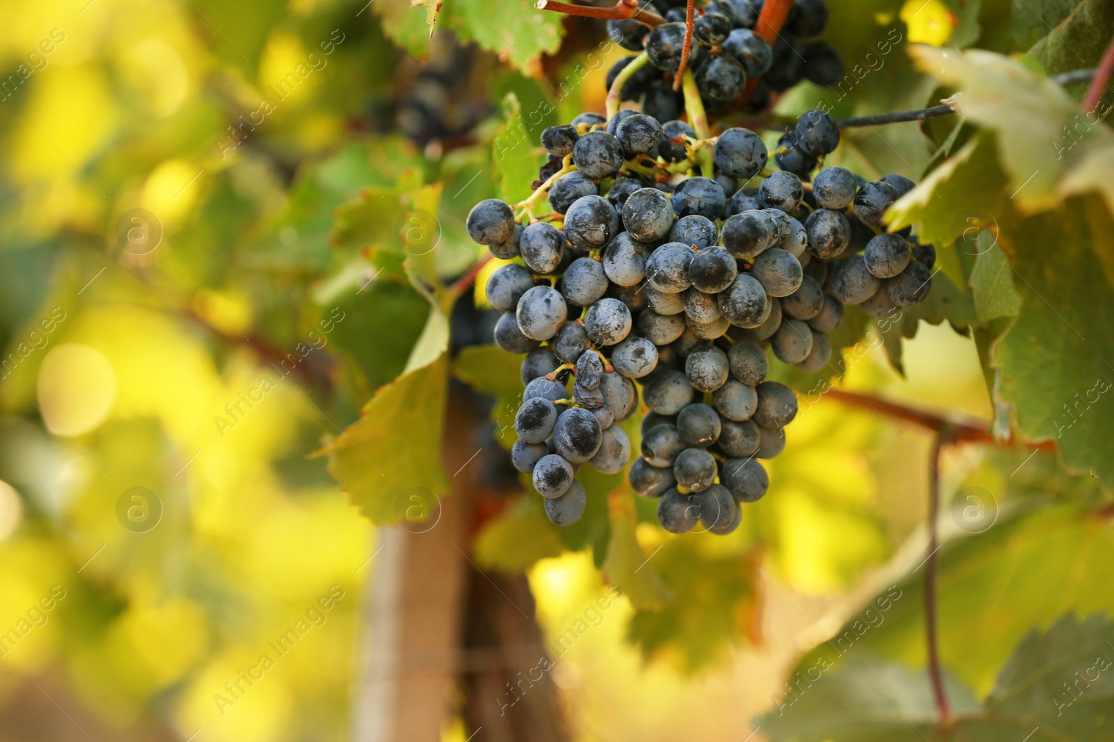 Photo of Fresh ripe juicy grapes growing on branches in vineyard