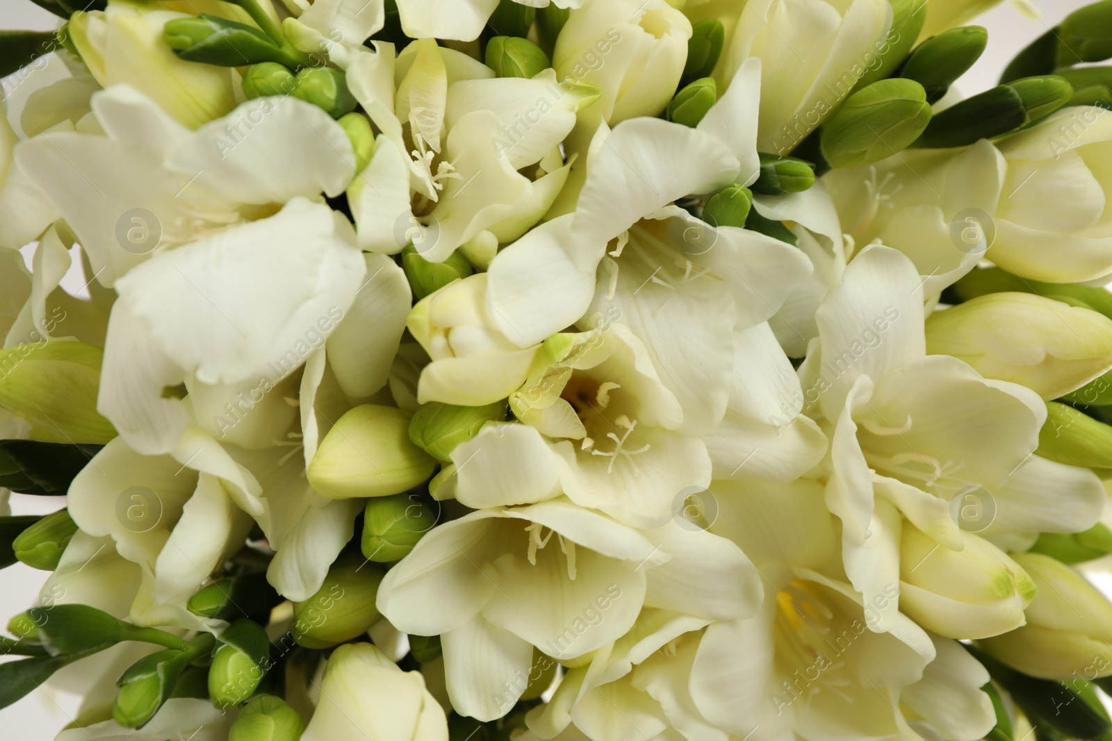 Photo of Beautiful aromatic freesia bouquet as background, closeup