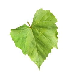 Photo of Fresh green grape leaf on white background