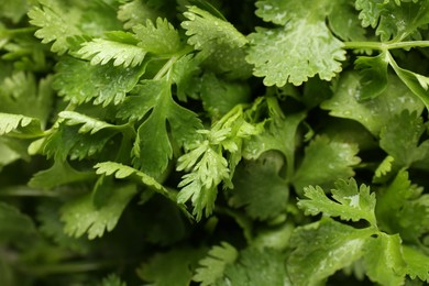 Photo of Fresh green coriander leaves as background, top view