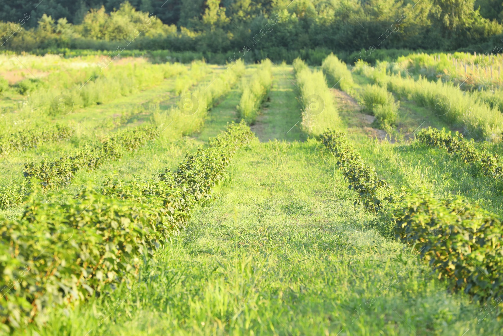 Photo of Green currant bushes growing outdoors on sunny day