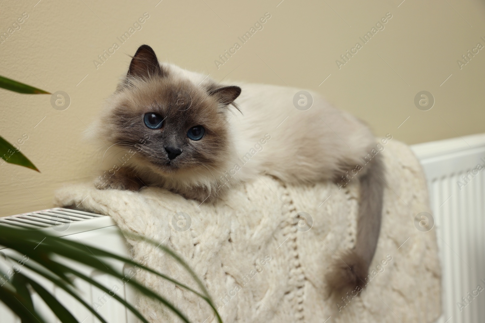 Photo of Cute Birman cat on radiator with knitted plaid indoors