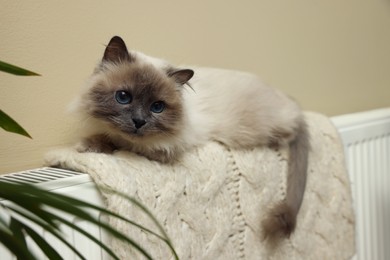 Cute Birman cat on radiator with knitted plaid indoors