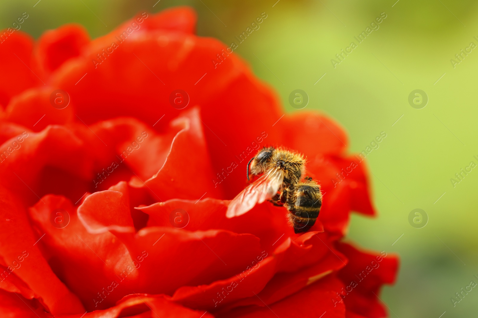 Photo of Honeybee collecting pollen from beautiful flower outdoors, closeup