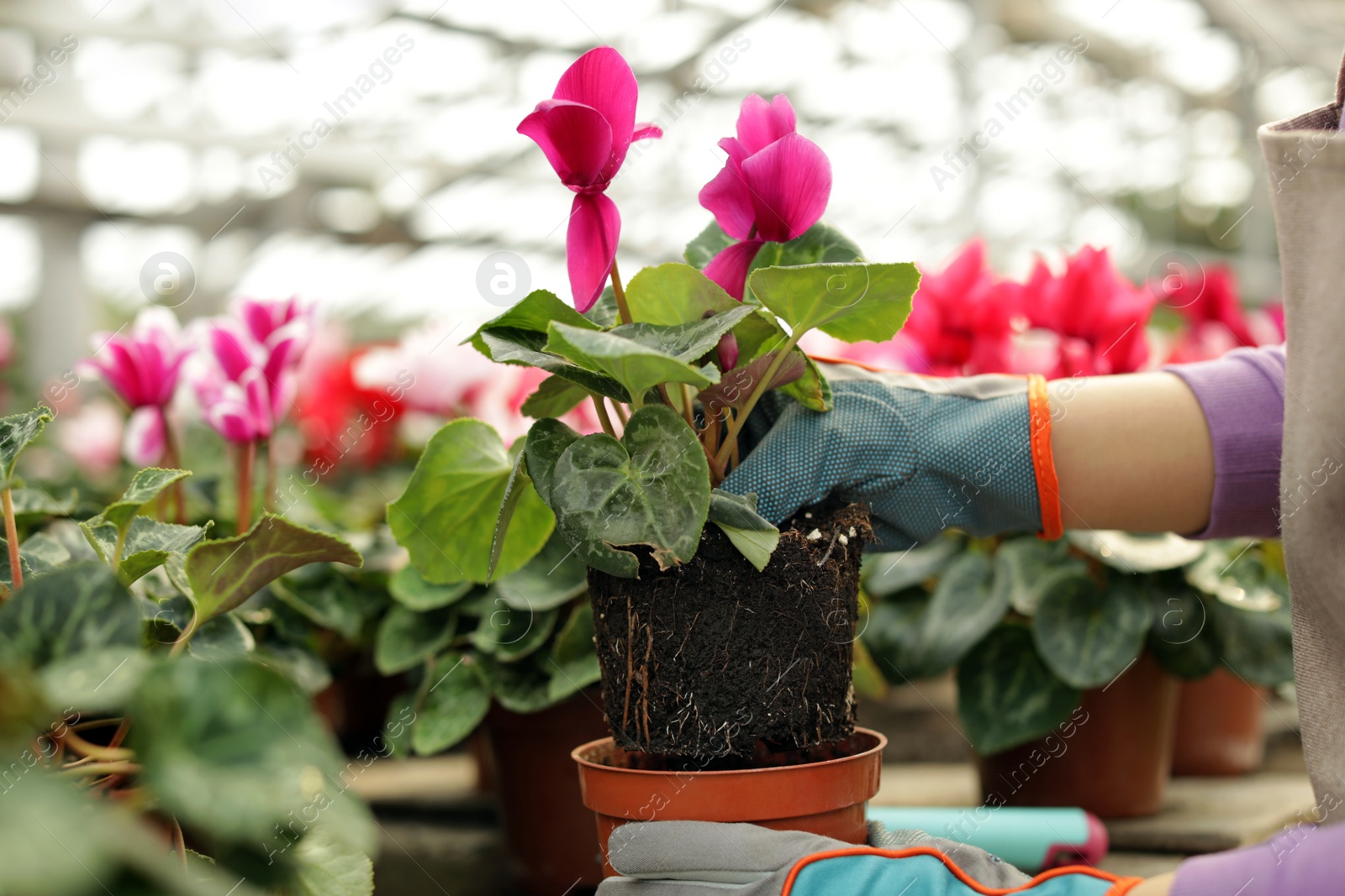 Photo of Woman potting flower in greenhouse, closeup. Home gardening