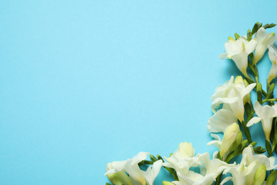 Photo of Beautiful freesia flowers on light blue background, flat lay. Space for text