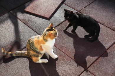 Beautiful black and calico cats on rubber tiles outdoors. Stray animals