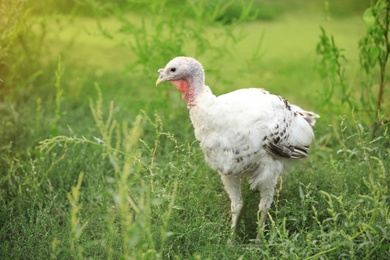 Photo of Domestic turkey with white feathers outdoors. Poultry farming