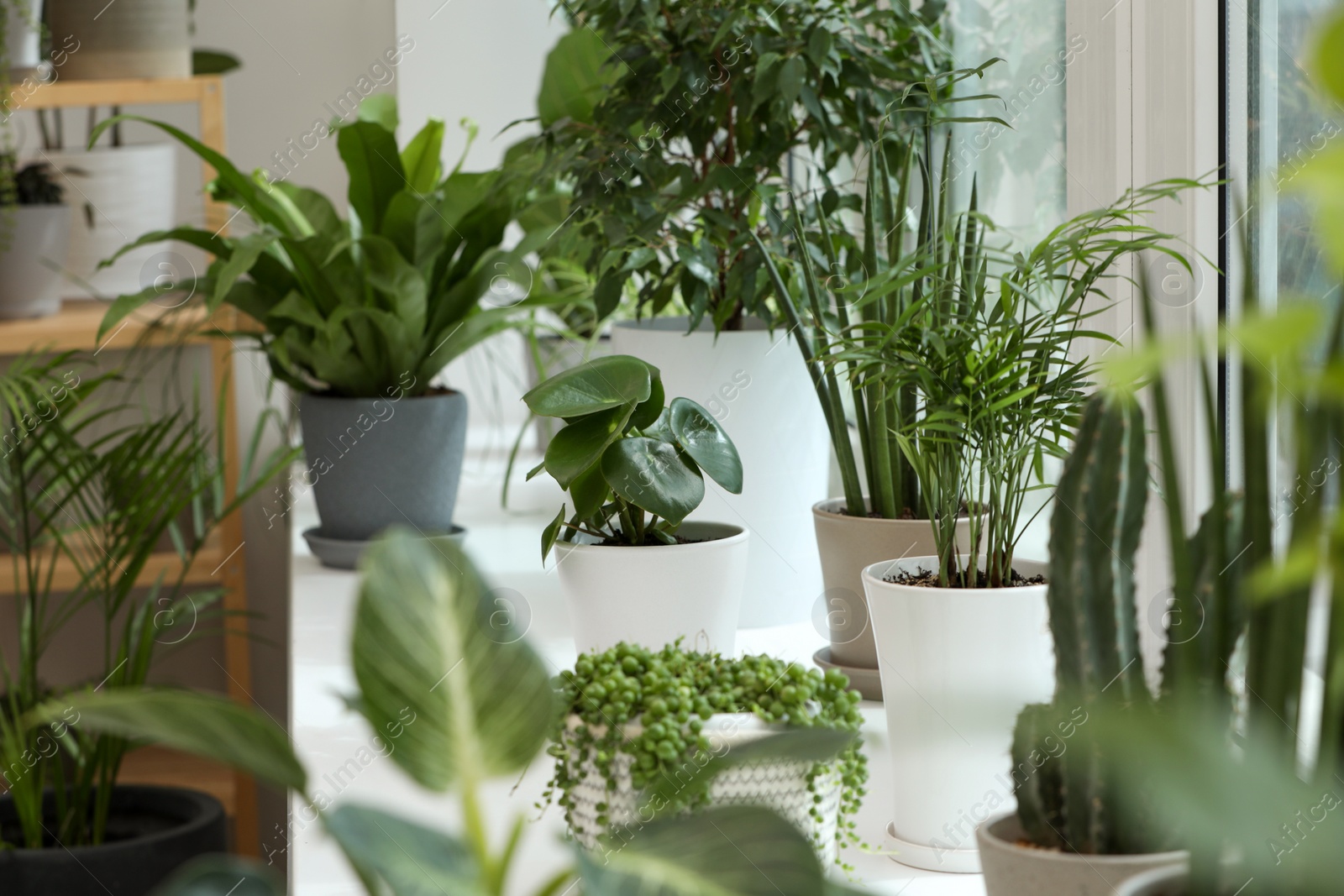 Photo of Many beautiful potted houseplants on windowsill indoors