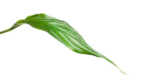 Photo of Beautiful tropical Spathiphyllum leaf on white background