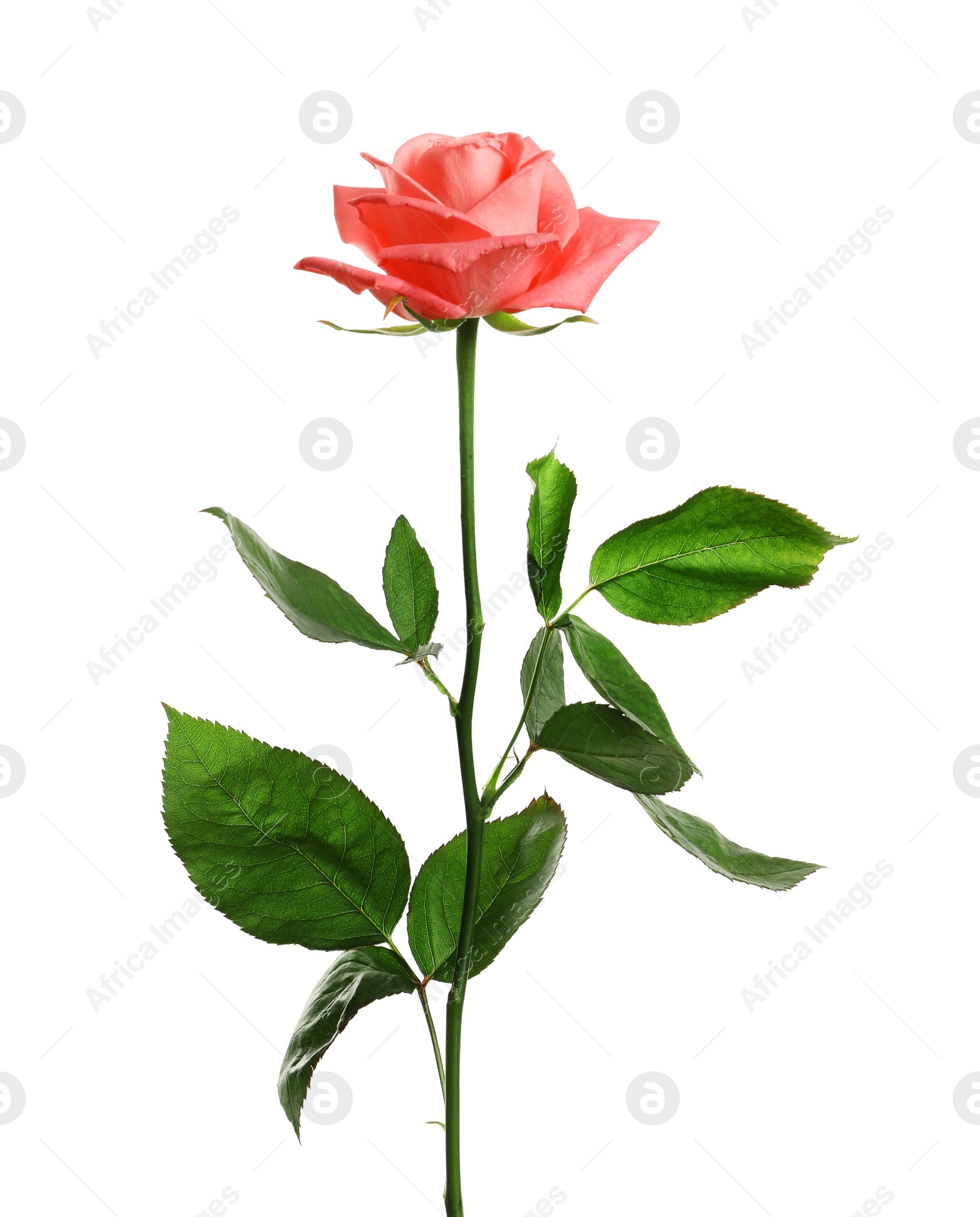 Photo of Beautiful blooming pink rose on white background