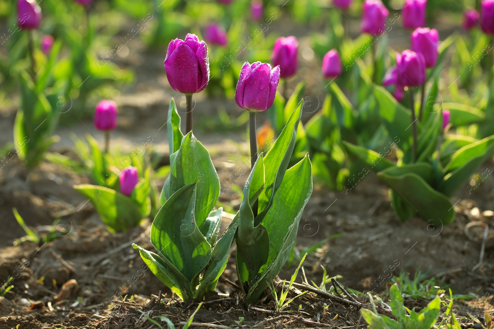 Photo of Field with fresh beautiful tulips, space for text. Blooming spring flowers