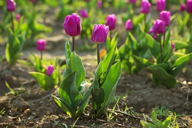 Photo of Field with fresh beautiful tulips, space for text. Blooming spring flowers