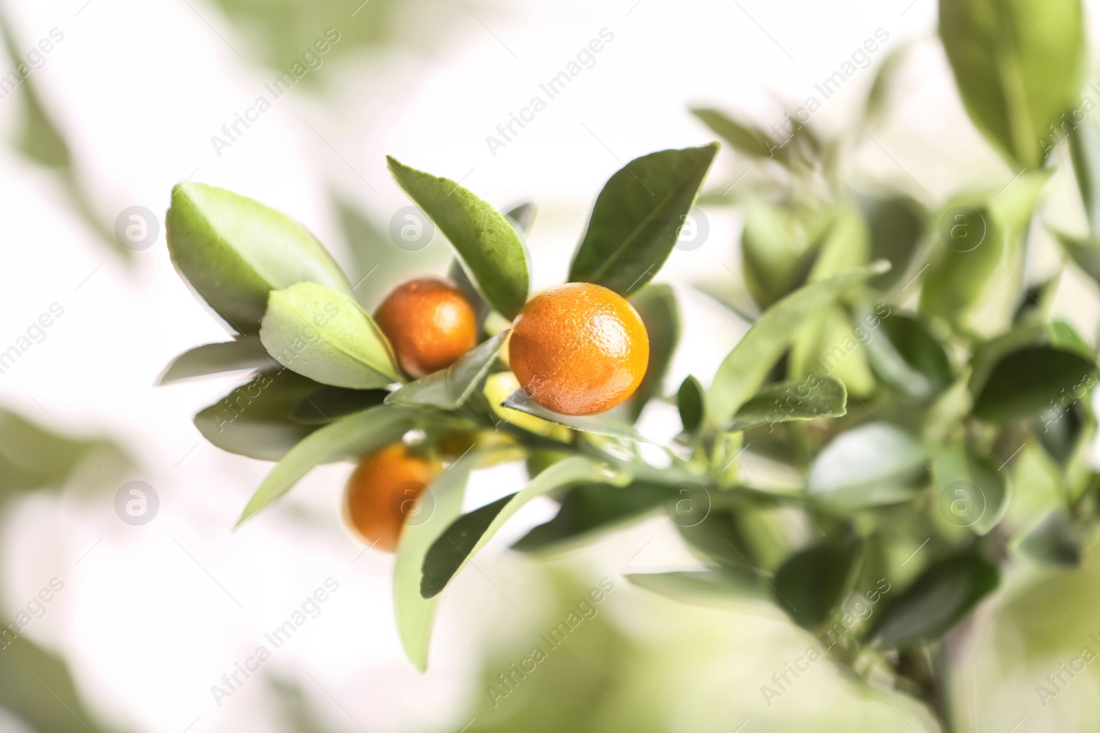 Photo of Citrus fruits on branch against blurred background. Space for text