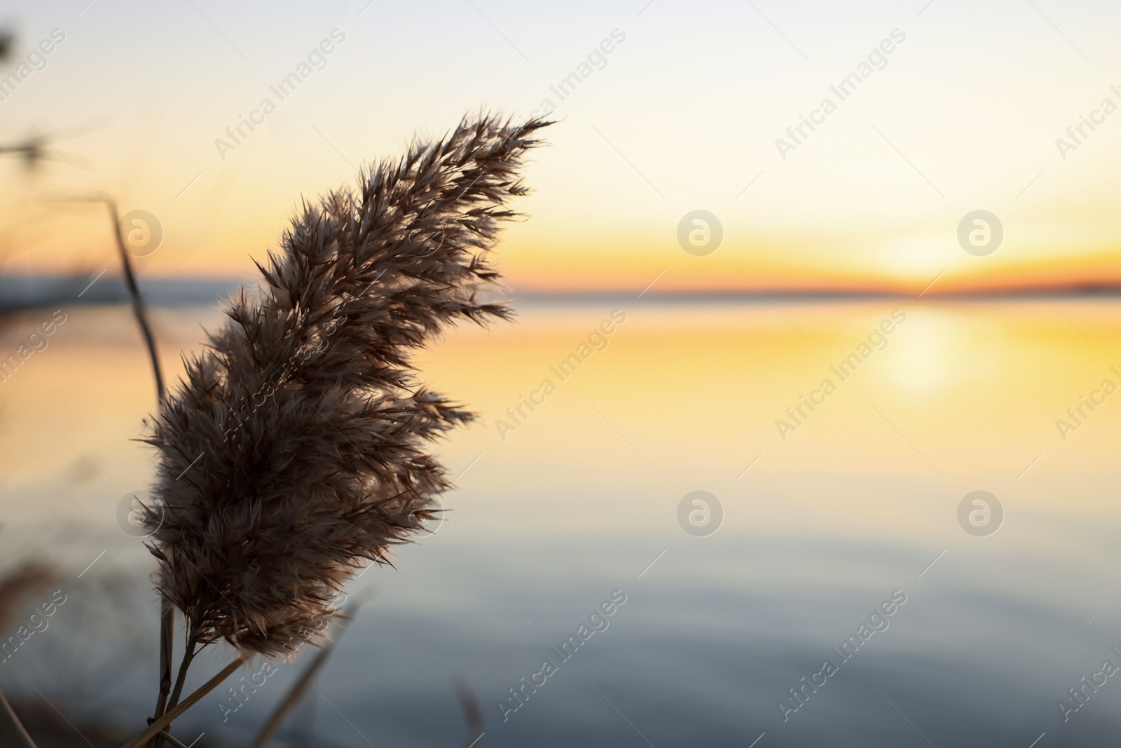 Photo of Fluffy reed plant near river at beautiful sunset, closeup. Space for text