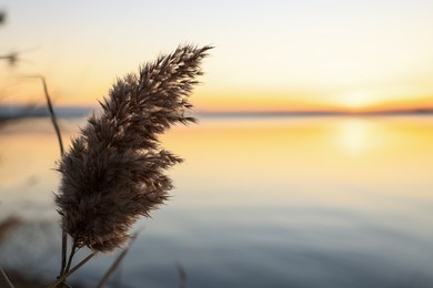 Photo of Fluffy reed plant near river at beautiful sunset, closeup. Space for text