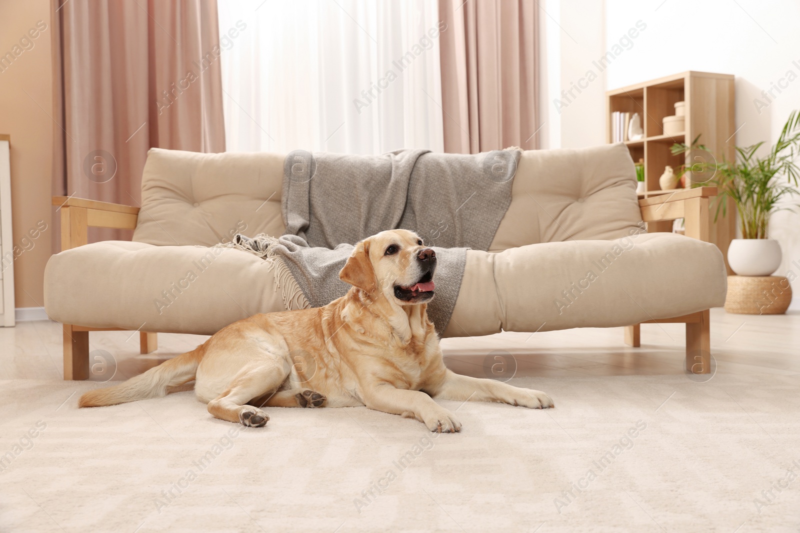 Photo of Modern living room interior. Cute Golden Labrador Retriever on floor