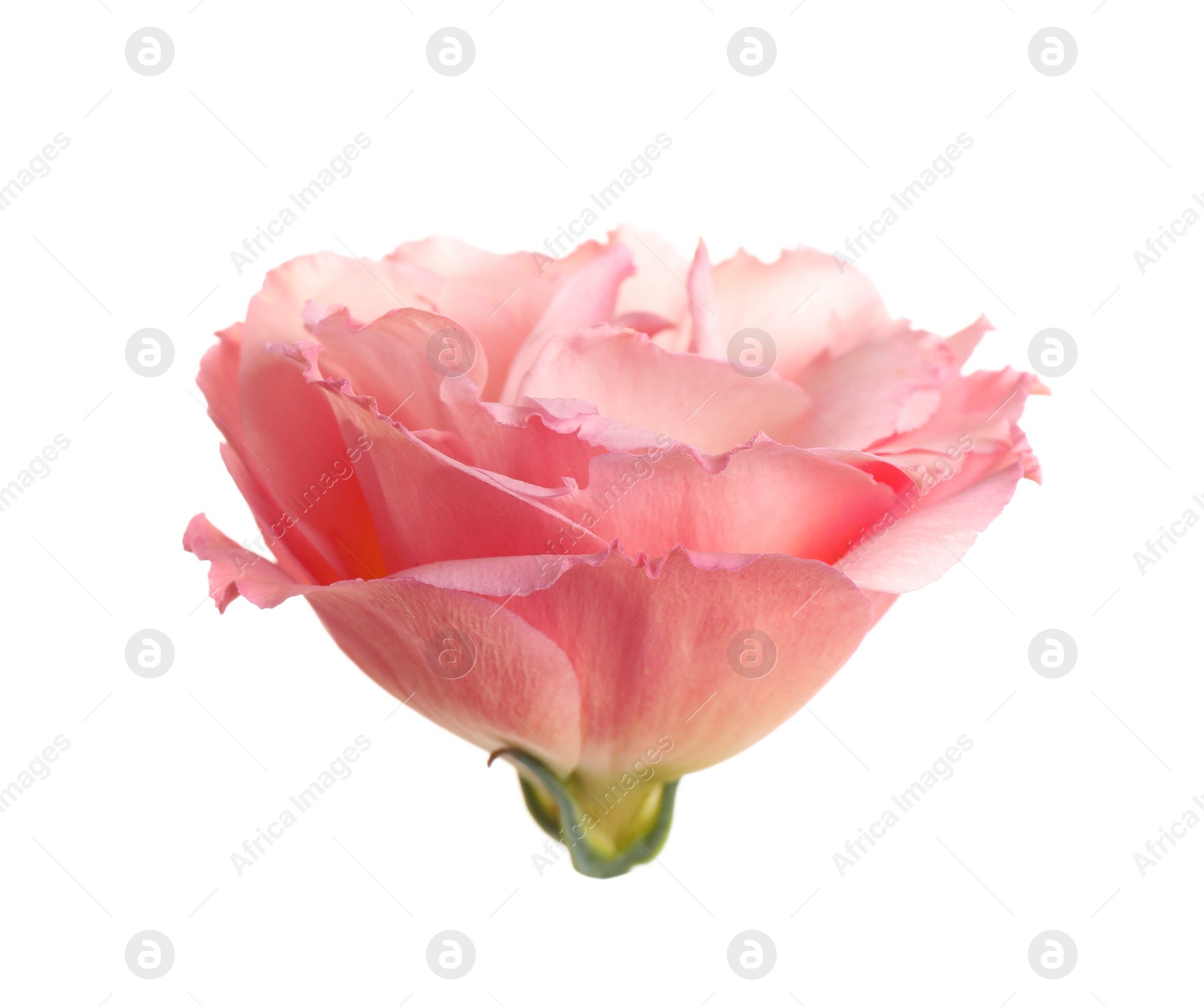 Photo of Beautiful fresh Eustoma flower on white background