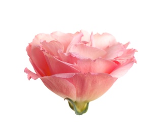 Beautiful fresh Eustoma flower on white background