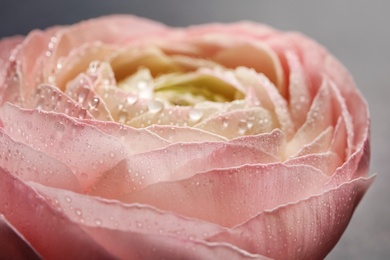 Photo of Beautiful ranunculus flower, closeup