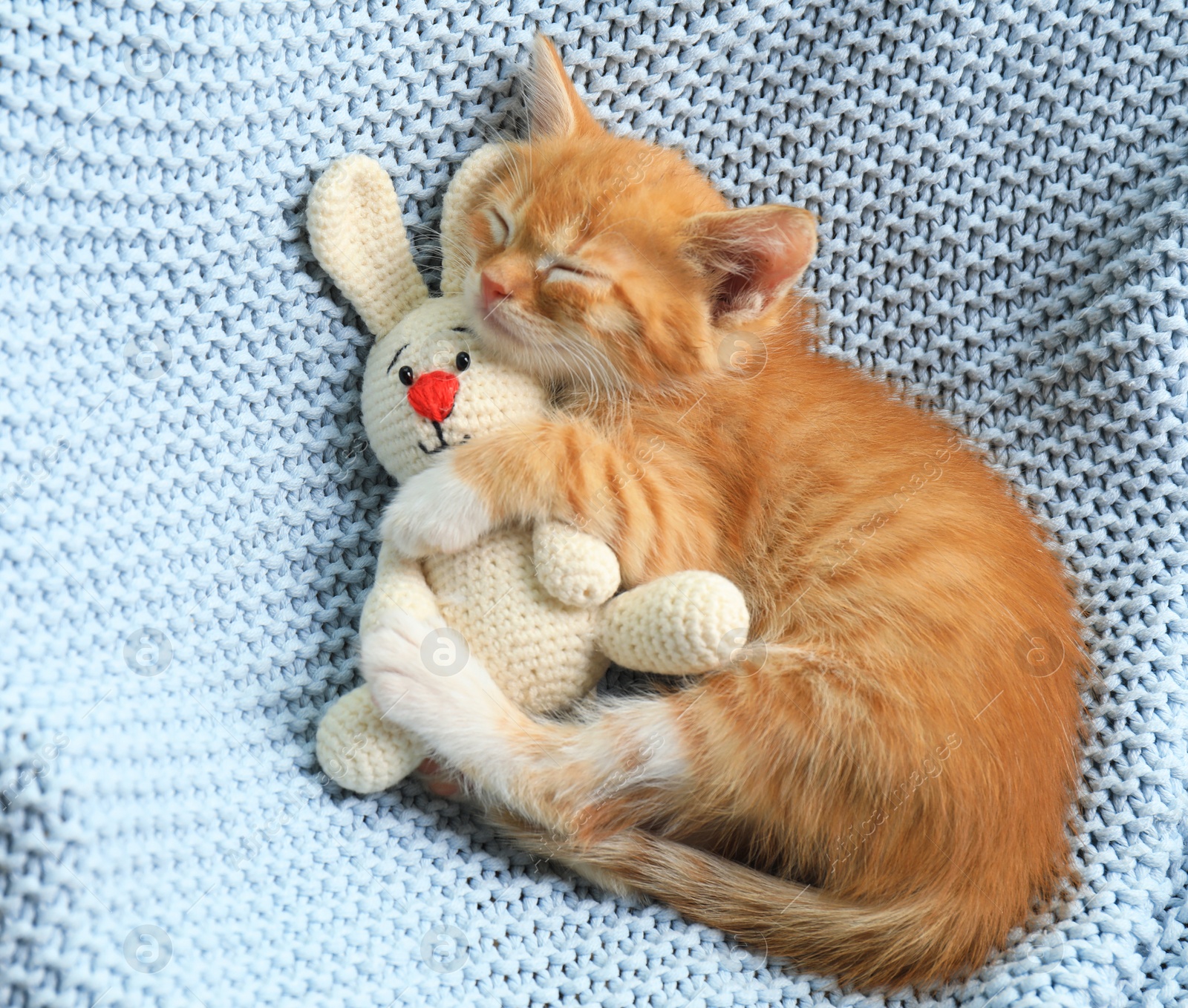 Photo of Sleeping cute little kitten with toy on light blue blanket