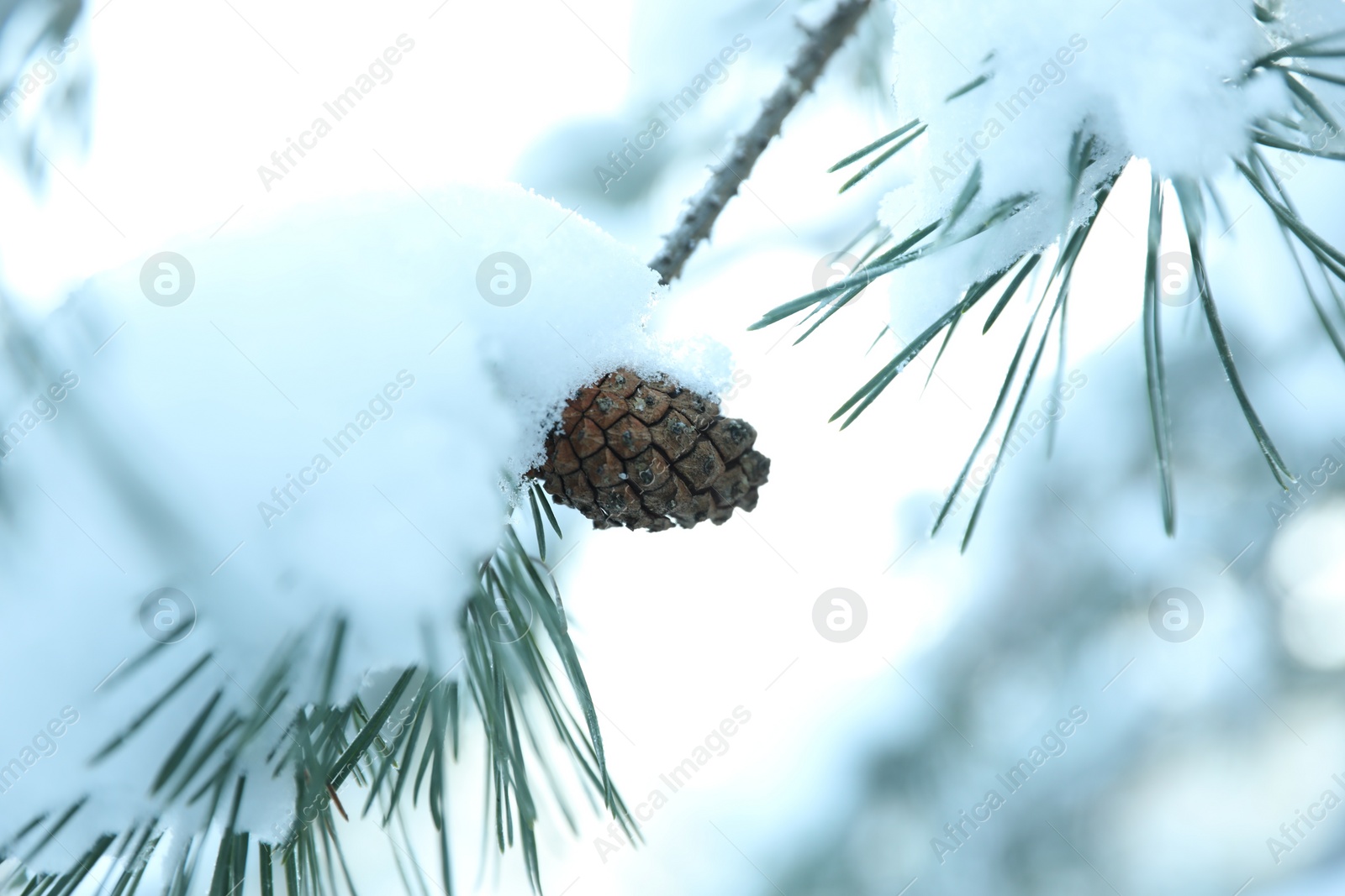 Photo of Snowy pine branch with cone on blurred background, closeup. Winter season