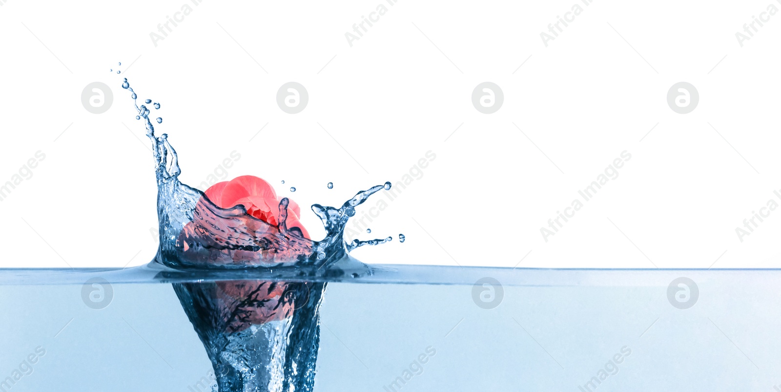 Image of Beautiful coral peony flower bud falling into water on white background