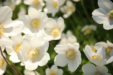 Photo of Beautiful blossoming Japanese anemone flowers outdoors on spring day