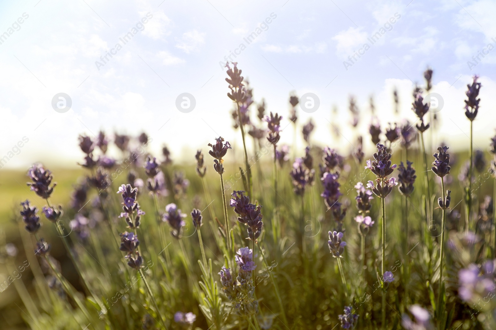 Photo of Beautiful lavender flowers in field on sunny day