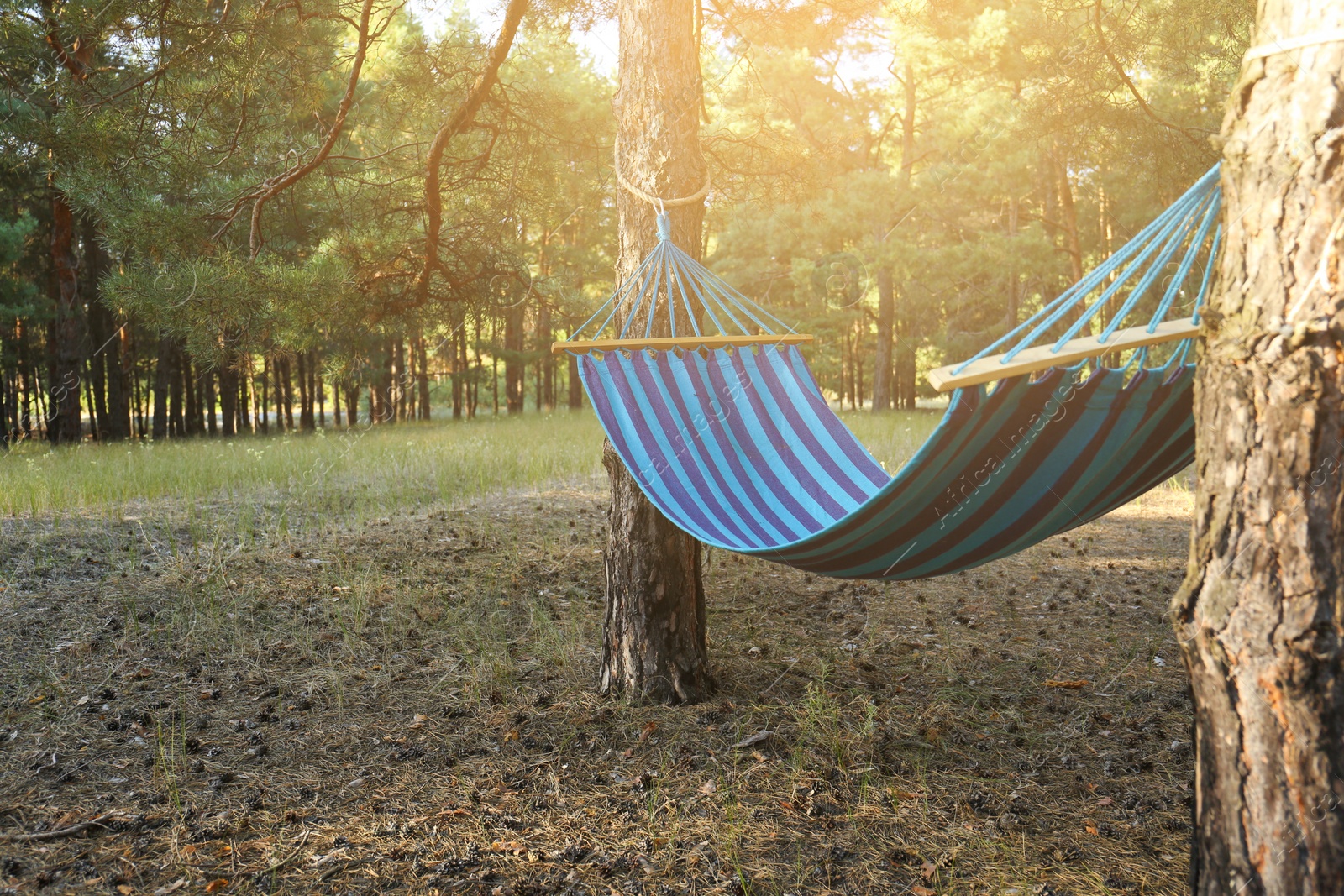 Photo of Empty comfortable blue hammock hanging in forest