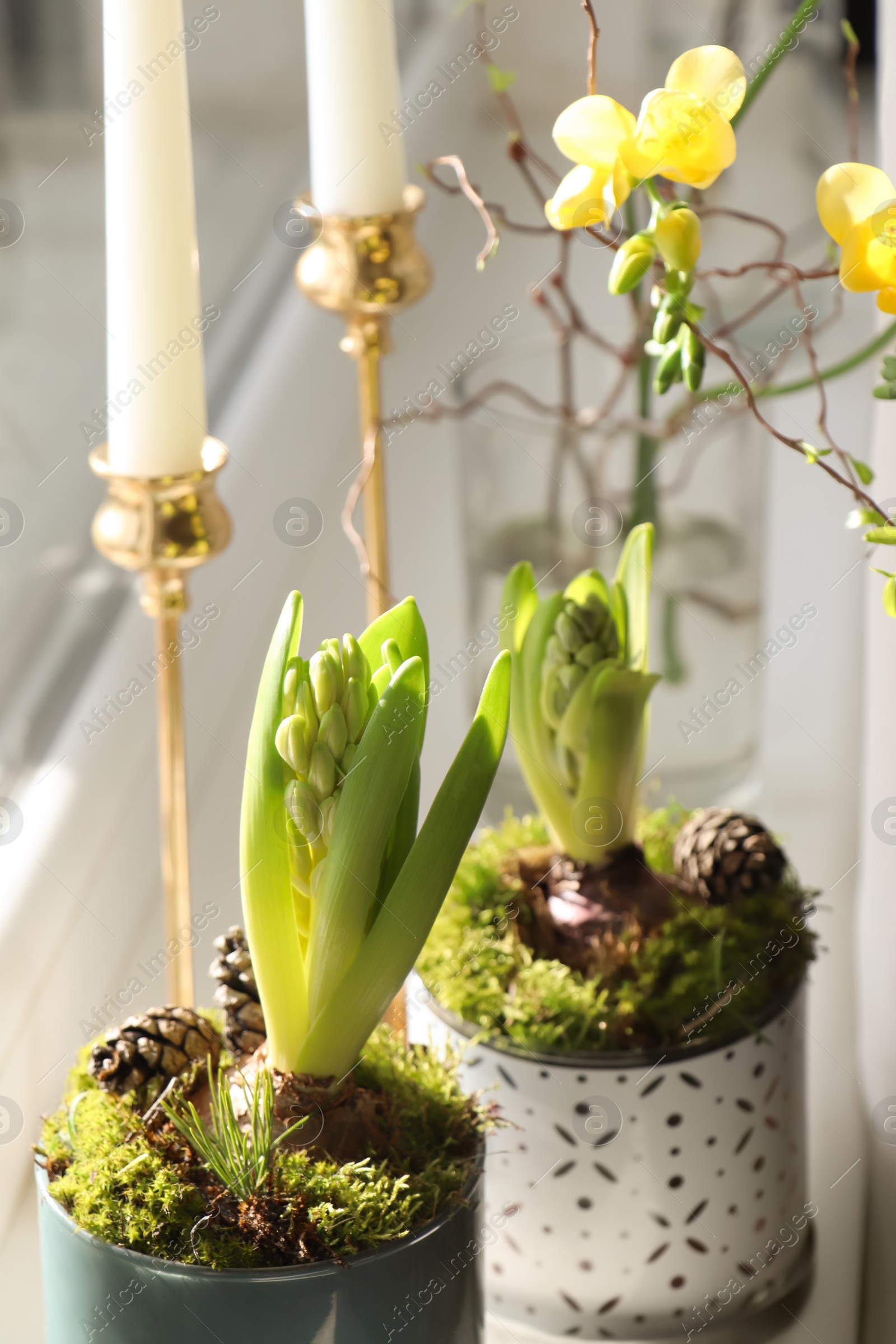 Photo of Potted hyacinths and freesias on window sill indoors. First spring flowers