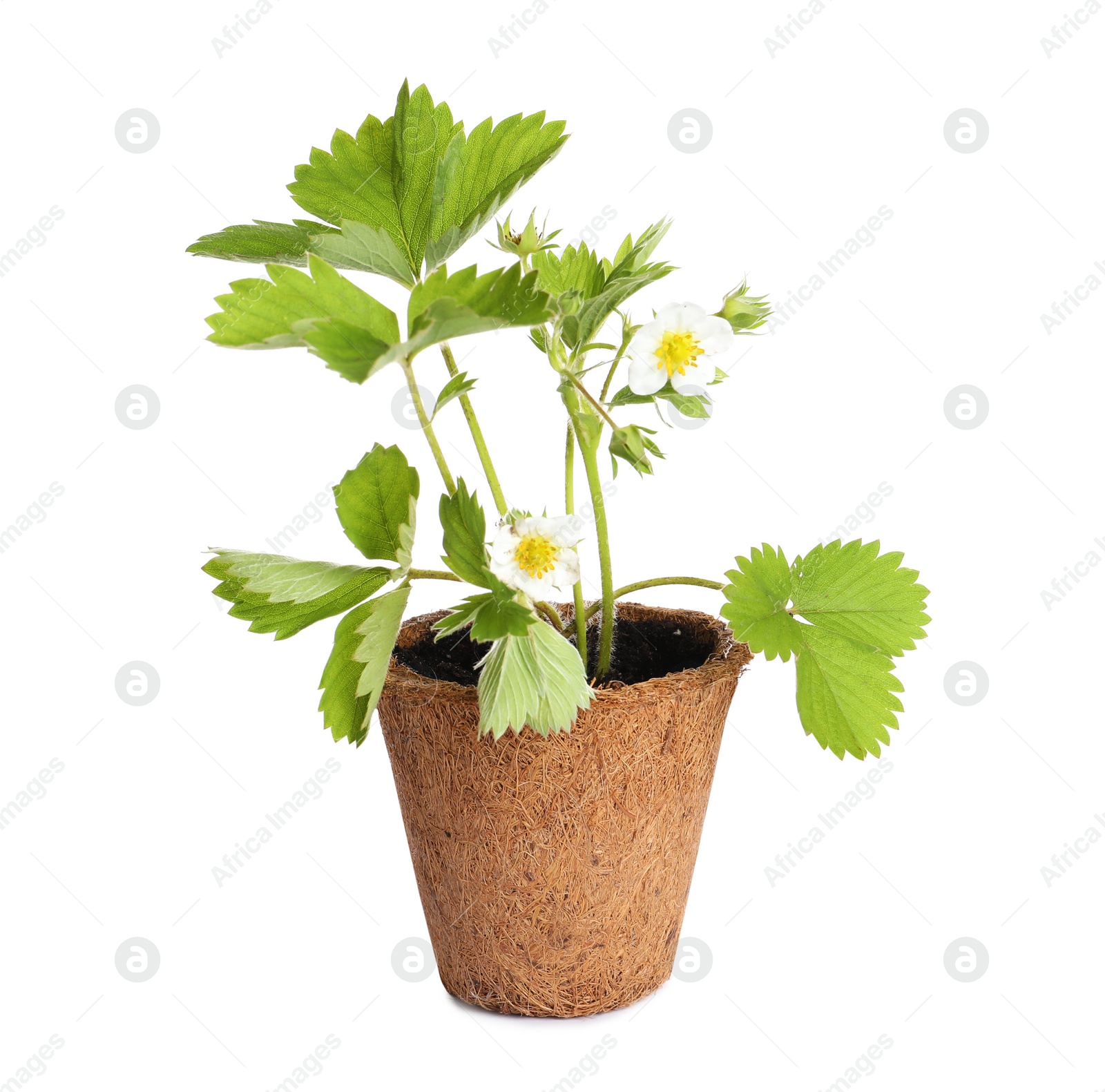 Photo of Potted strawberry seedling with leaves and flowers isolated on white