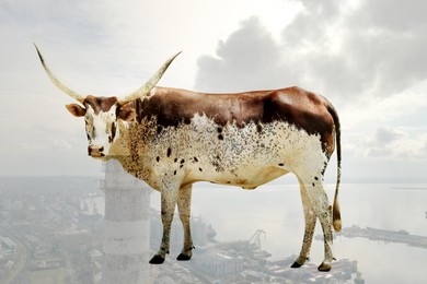 Image of Double exposure of industrial chimney with smoke and Ankole cow. Environmental pollution