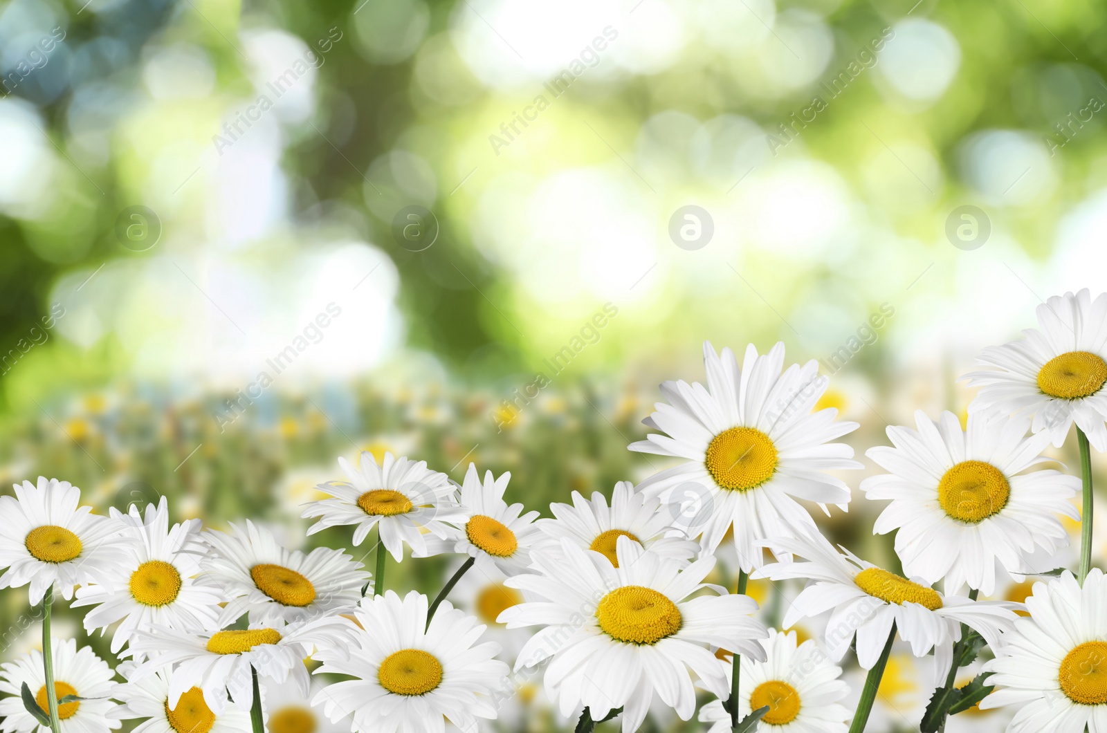 Image of Beautiful chamomile flowers outdoors on sunny day. Springtime 