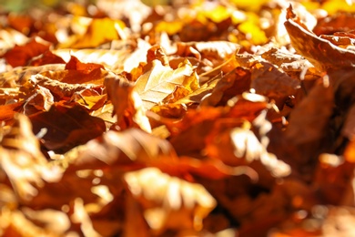 Photo of Ground covered with fallen leaves on sunny autumn day