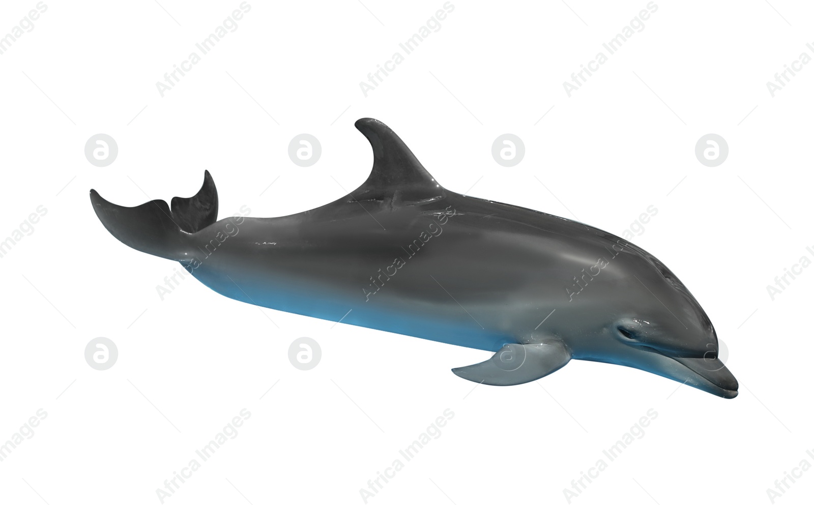 Image of Beautiful grey bottlenose dolphin on white background